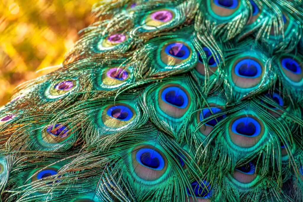 peacock, peacock feathers, plumage
